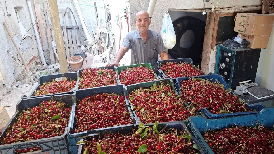 Kilosu 40 TL, işçi yevmiyesini bile karşılamıyor 