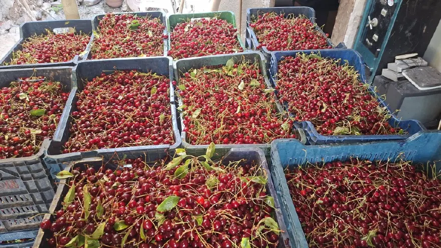 Kilosu 40 TL, işçi yevmiyesini bile karşılamıyor 1
