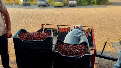 Ünü dünya çapında, bölgenin geçim kaynağı. Alım noktaları yoğun, bereket yaşanıyor