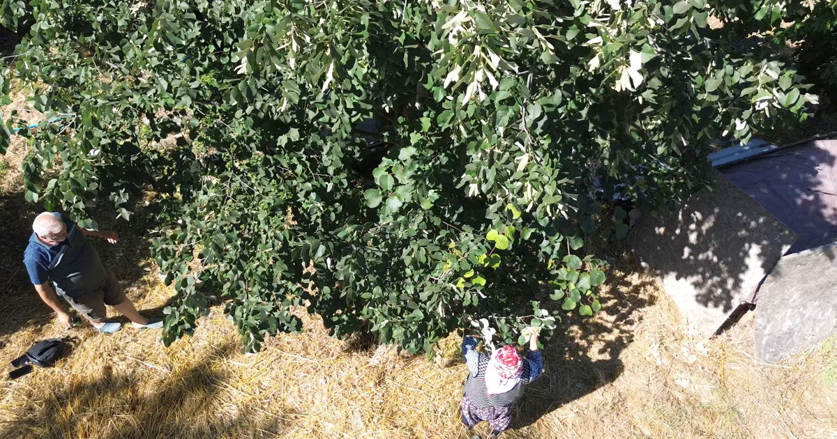 Samanlı Dağları eteklerinde kendiliğinden yetişiyor. Toplaması, kurutması zahmetli ama herkes peşinde