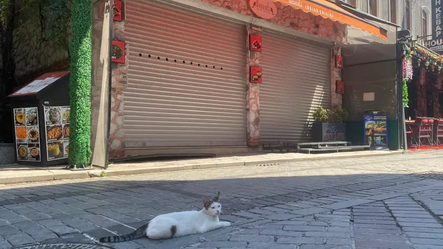 Mühürlü boş dükkandan yayılan kötü koku ekipleri harekete geçirdi. Kedi ölüleri bulundu 2