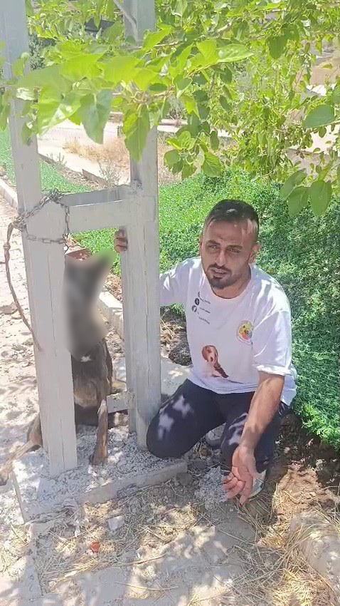 Sahipli köpeği zehirleyip direğe astılar