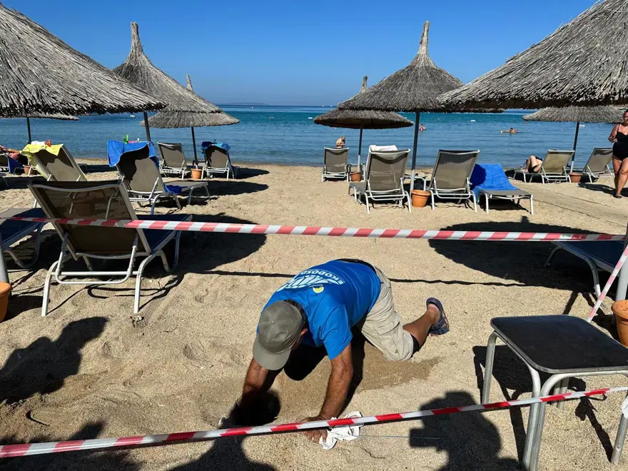 Caretta caretta 5 yıl sonra Didim'de aynı noktaya yuva yaptı 