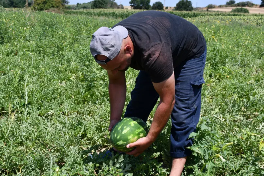 Tek tek seçerek hasat ediyor, tezgahta yerini aldı. Lezzetini kumlu toprak yapısı veriyor 2