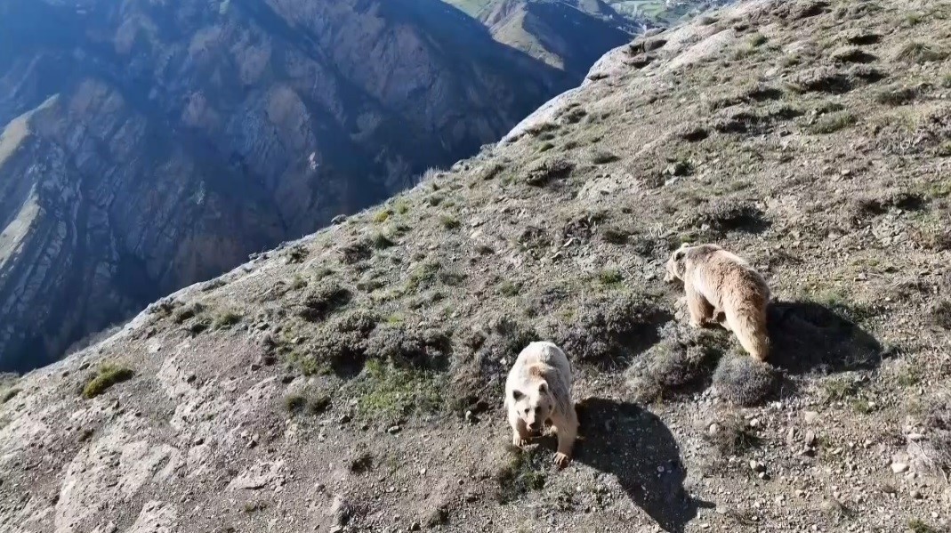 Ayının saldırdığı vatandaş ameliyata alındı