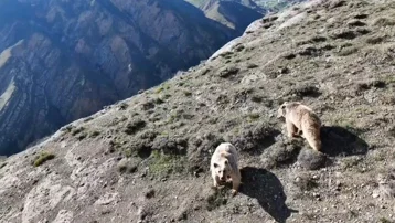 Ayının saldırdığı vatandaş ameliyata alındı
