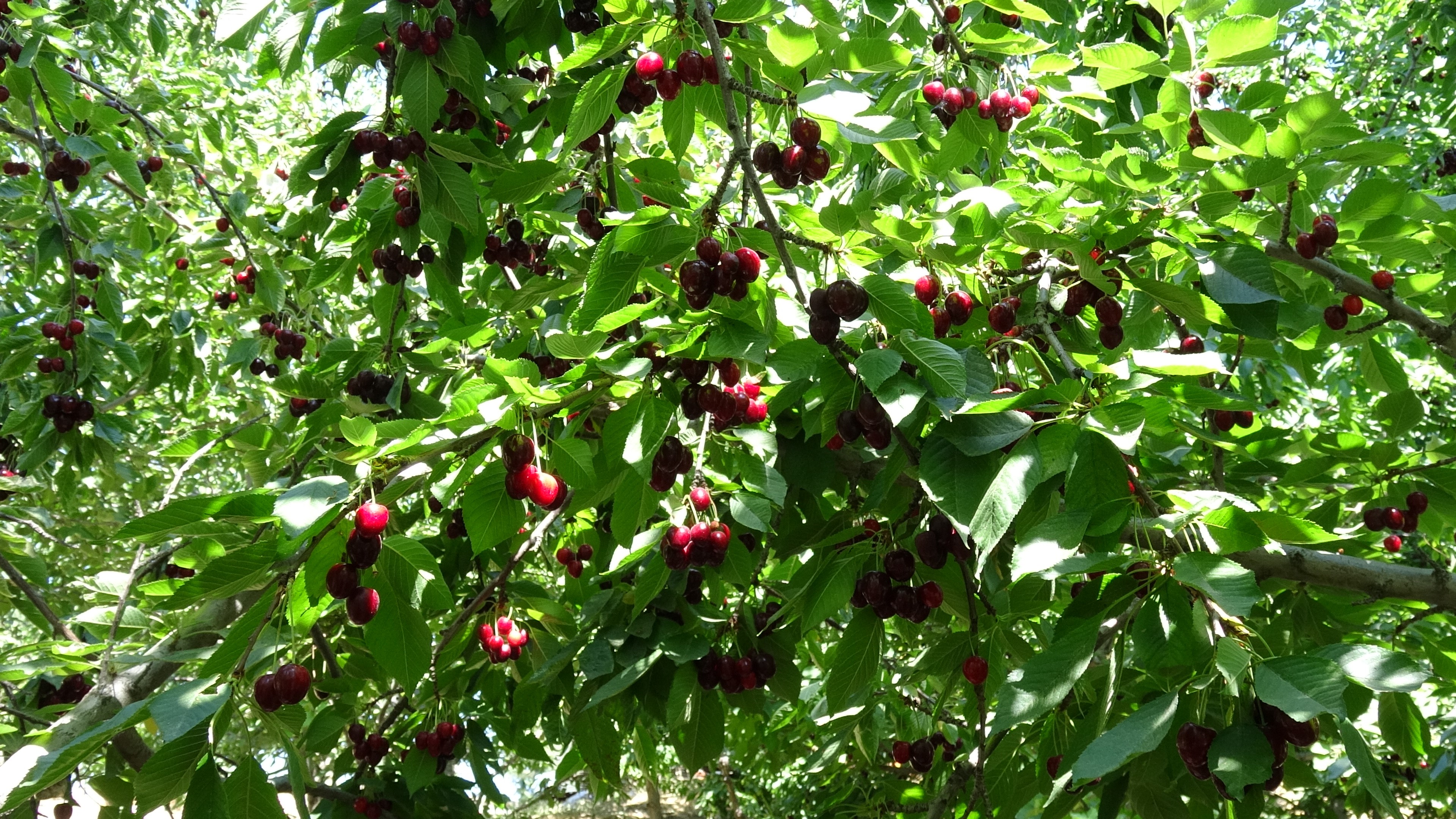 Tadı ve aromasıyla öne çıkıyor. Tescilli lezzetin hasadında son günler