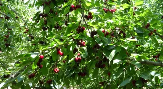 Tadı ve aromasıyla öne çıkıyor