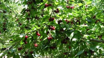 Tadı ve aromasıyla öne çıkıyor. Tescilli lezzetin hasadında son günler