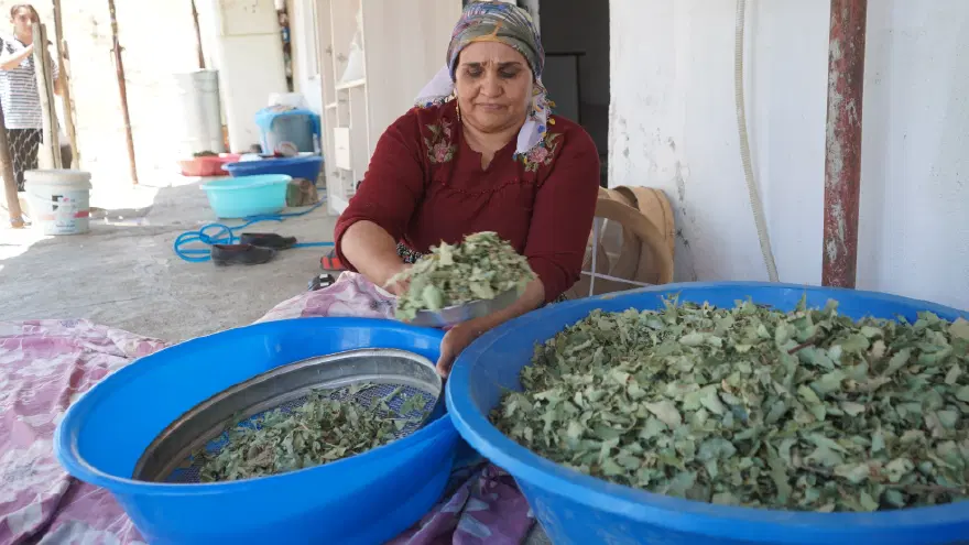 Allah'ın nimeti, Mezopotamya'nın eşsiz hazinesi. Meşe yapraklarından toplanıyor, şifa ve bereket kapısı oluyor 3