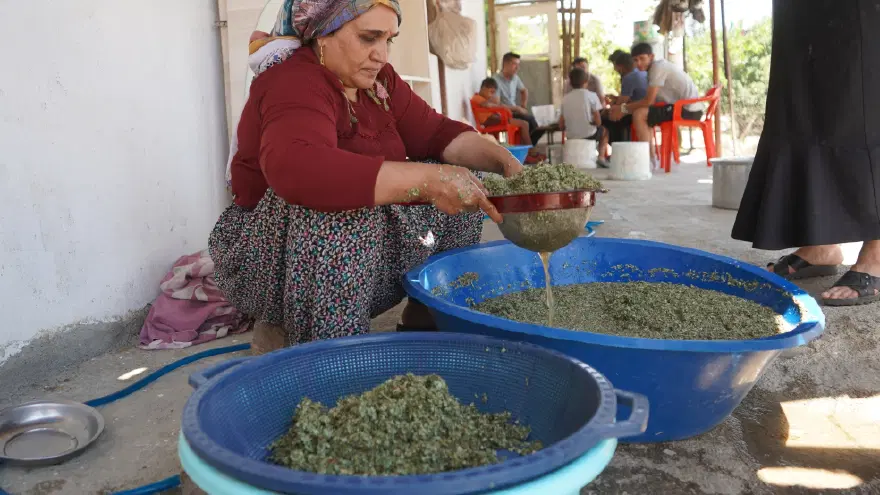 Allah'ın nimeti, Mezopotamya'nın eşsiz hazinesi. Meşe yapraklarından toplanıyor, şifa ve bereket kapısı oluyor 2
