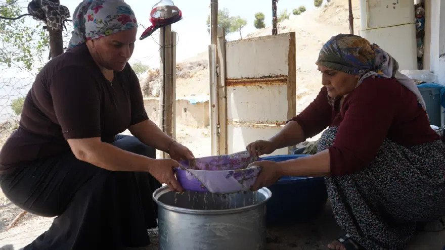 Allah'ın nimeti, Mezopotamya'nın eşsiz hazinesi. Meşe yapraklarından toplanıyor, şifa ve bereket kapısı oluyor 4