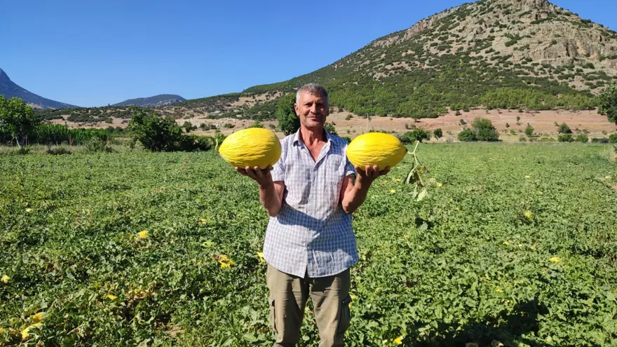Dodurga karpuzu tezgaha indi. 5 dönümlük araziden 6 ton rekolte 1 Dodurga karpuzu tezgaha indi. 5 dönümlük araziden 6 ton rekolte 1