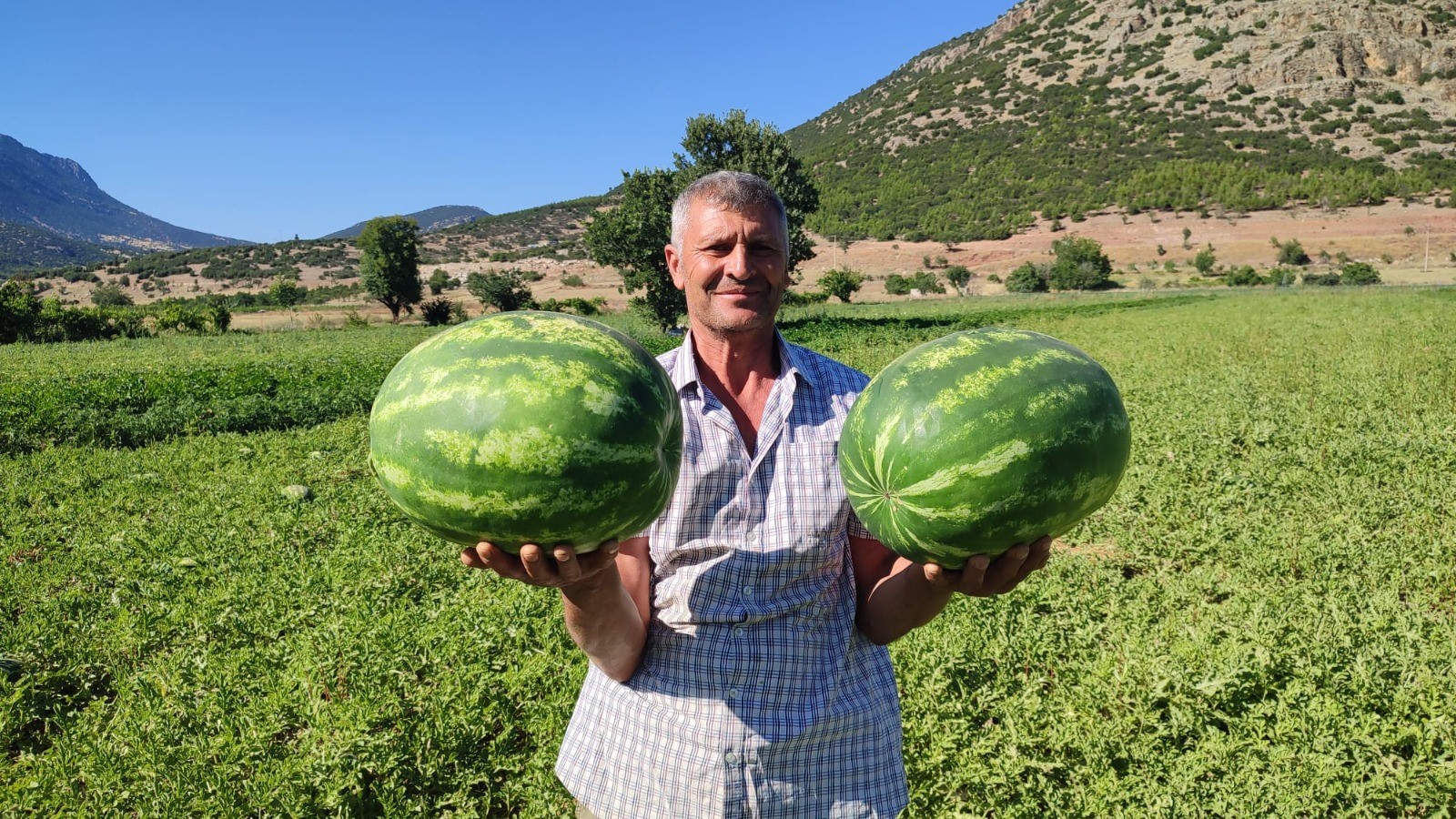 Dodurga karpuzu tezgaha indi. 5 dönümlük araziden 6 ton rekolte