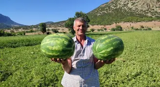 5 dönümlük araziden 60 ton rekolte