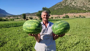 Dodurga karpuzu tezgaha indi. 5 dönümlük araziden 6 ton rekolte