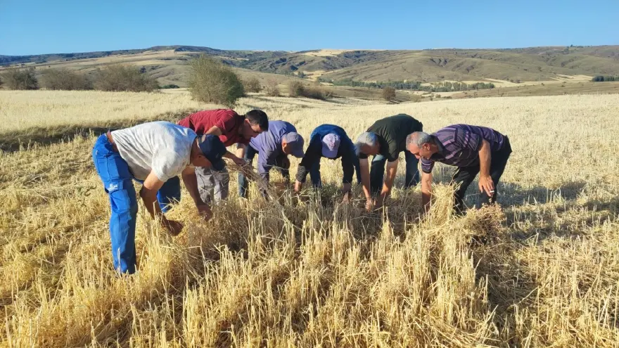 Bu tarlaları biçerdöver değil, dolu biçti. Zararları yüzde 100'e ulaştı 3