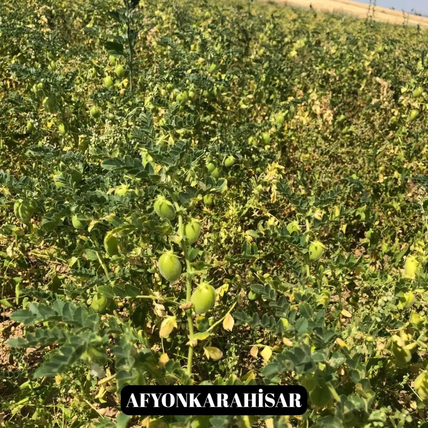 Yeni nohut çeşidi üreticiye umut oldu. Denizli dahil 6 ilde yüksek verim 1