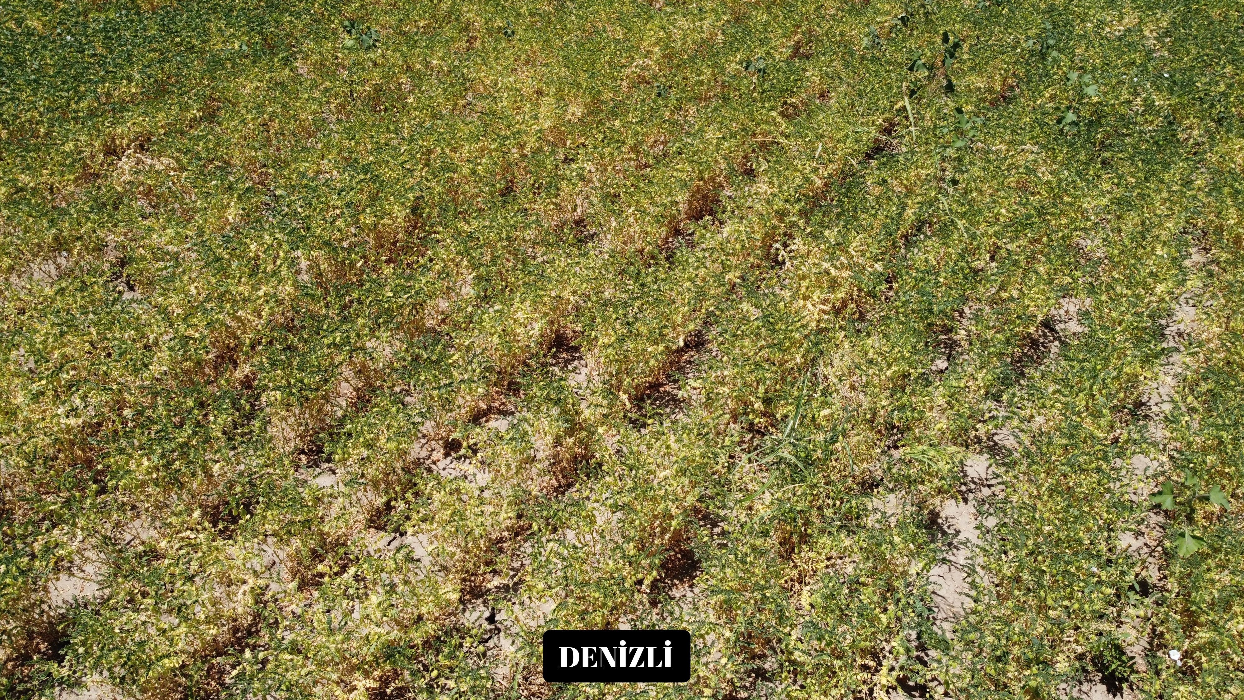 Yeni nohut çeşidi üreticiye umut oldu. Denizli dahil 6 ilde yüksek verim