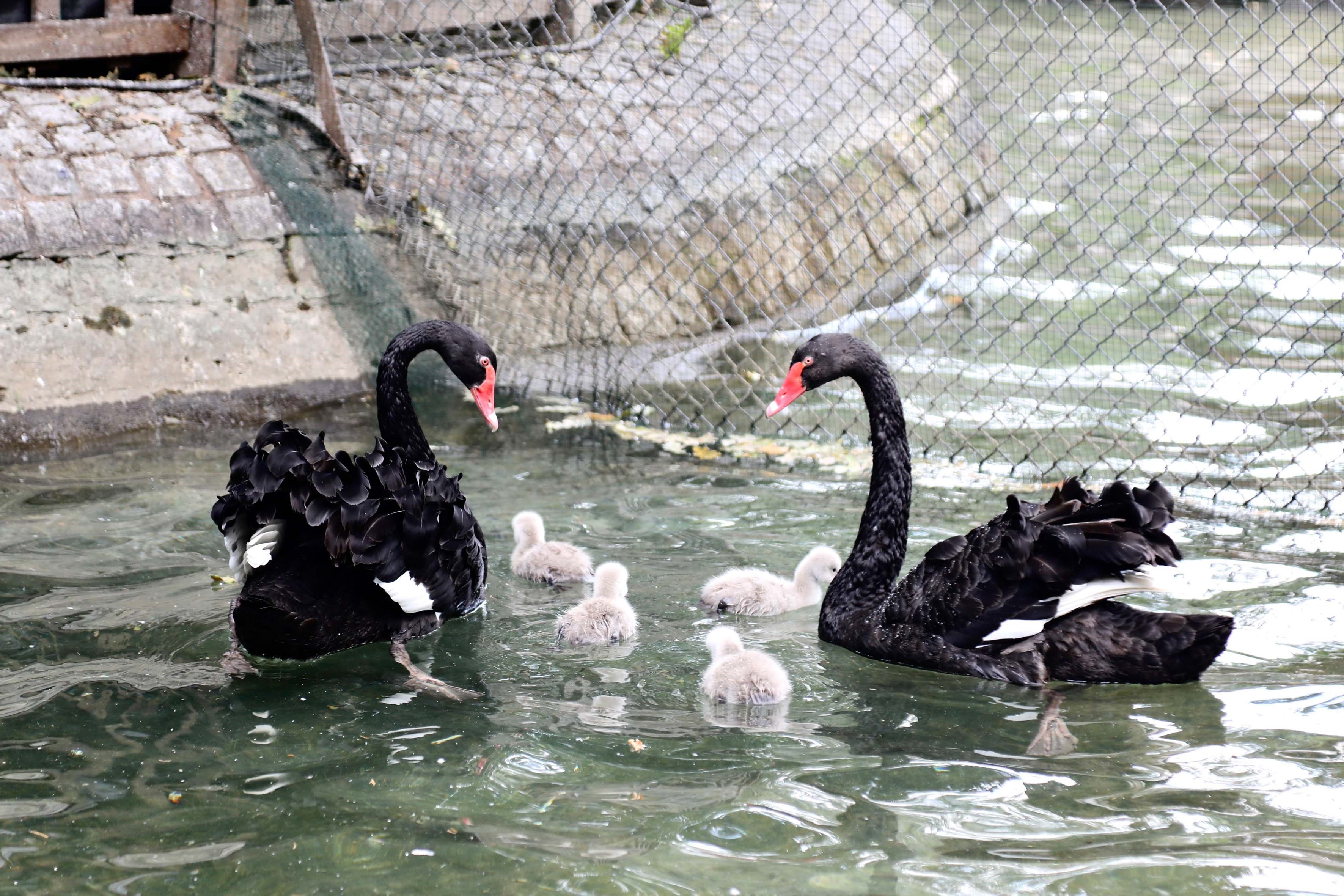 Ankara Kuğulu Park'ta 4 yeni yavru kuğu dünyaya geldi