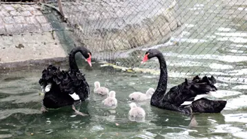 Ankara Kuğulu Park'ta 4 yeni yavru kuğu dünyaya geldi