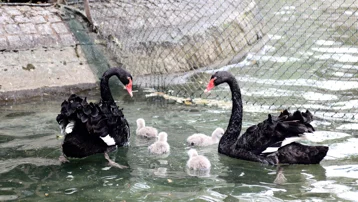 Ankara Kuğulu Park'ta 4 yeni yavru kuğu dünyaya geldi