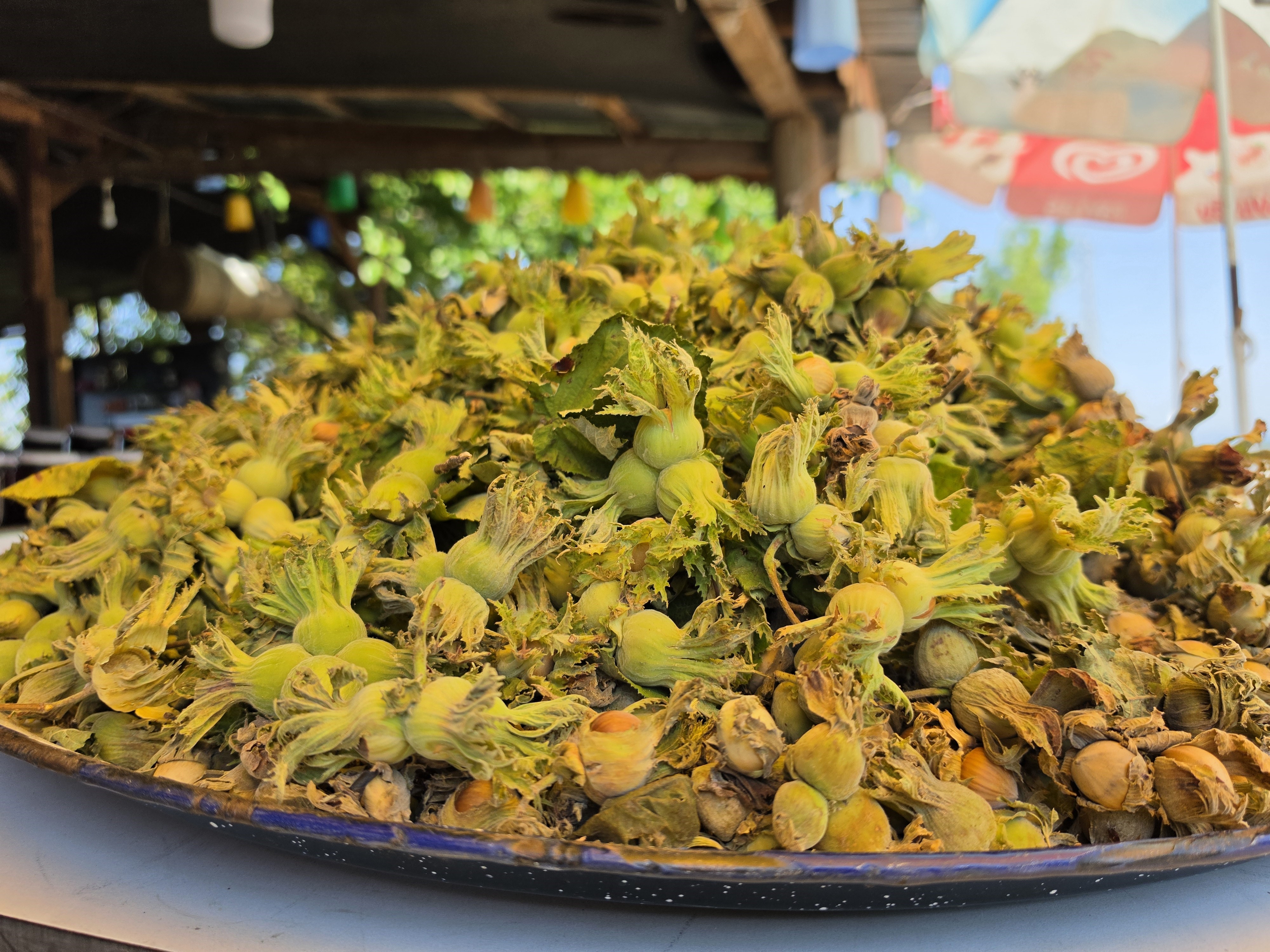 Hasat öncesi ilk fındıklar tezgahta. Kilosu 200 TL'ye satılıyor