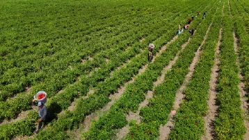 Geçen yıl para etmedi. Bu fiyatı 30 liraya kadar çıkıyor