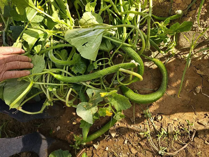 Turşu yapımında kullanılıyor. Kilosu 50 TL'den satılıyor 1