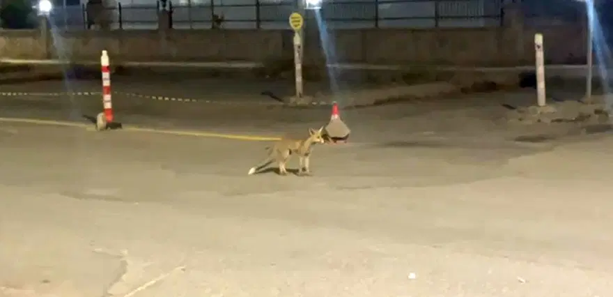 HER AKŞAM TEKRAR GELİYOR
1 HER AKŞAM TEKRAR GELİYOR
1