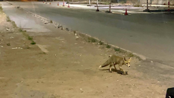 Tilki kokoreççiye müdavim oldu. Bazen mekanda yiyor, bazen paket servis alıyor