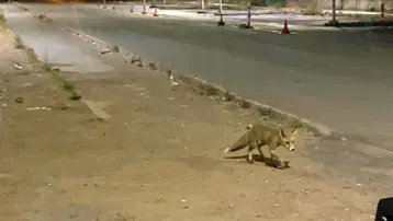 Tilki kokoreççiye müdavim oldu. Bazen mekanda yiyor, bazen paket servis alıyor