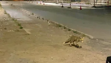 Tilki kokoreççiye müdavim oldu. Bazen mekanda yiyor, bazen paket servis alıyor