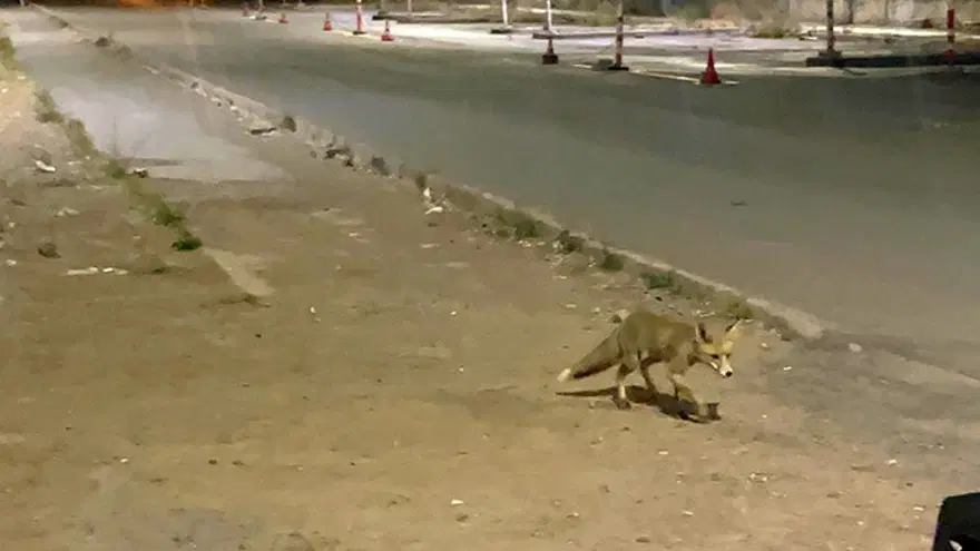 Tilki kokoreççiye müdavim oldu. Bazen mekanda yiyor, bazen paket servis alıyor Tilki kokoreççiye müdavim oldu. Bazen mekanda yiyor, bazen paket servis alıyor