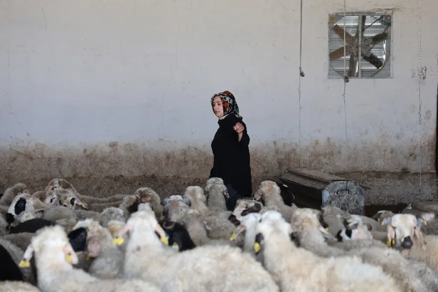 "BİR MANDIRA DAHA KURMAYI DÜŞÜNÜYORUM"

 2