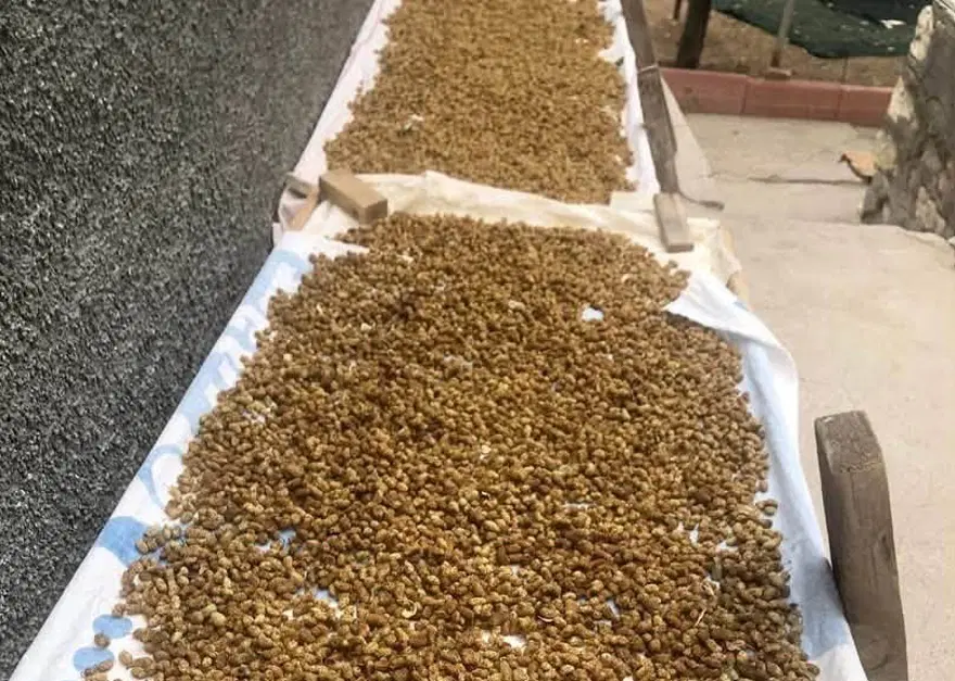 Sıcağa rağmen tek tek topladılar. 85 yaşındaki çift, kazan kazan kaynatarak üretiyor 2 Sıcağa rağmen tek tek topladılar. 85 yaşındaki çift, kazan kazan kaynatarak üretiyor 2