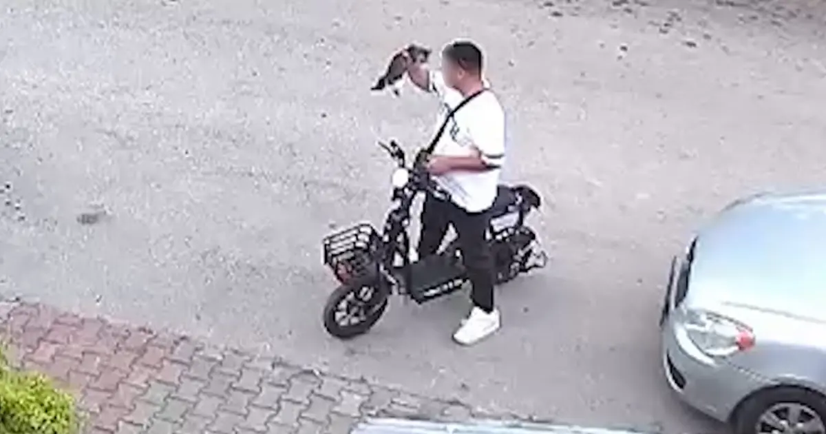 Bolu'da vahşet: Yavru kediyi önce öptü, sonra boğdu