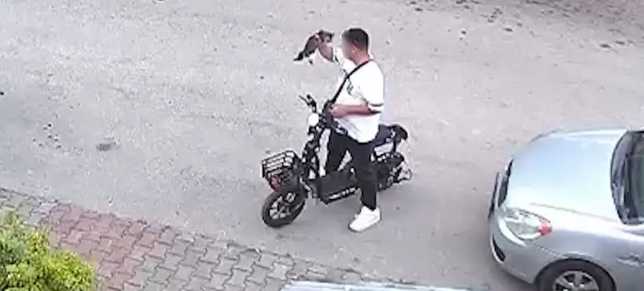 Bolu'da vahşet: Yavru kediyi önce öptü, sonra boğdu