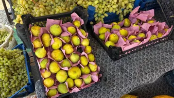 Dalından tezgaha sonra sofraya geliyor. Bağa girerek de topluyorlar