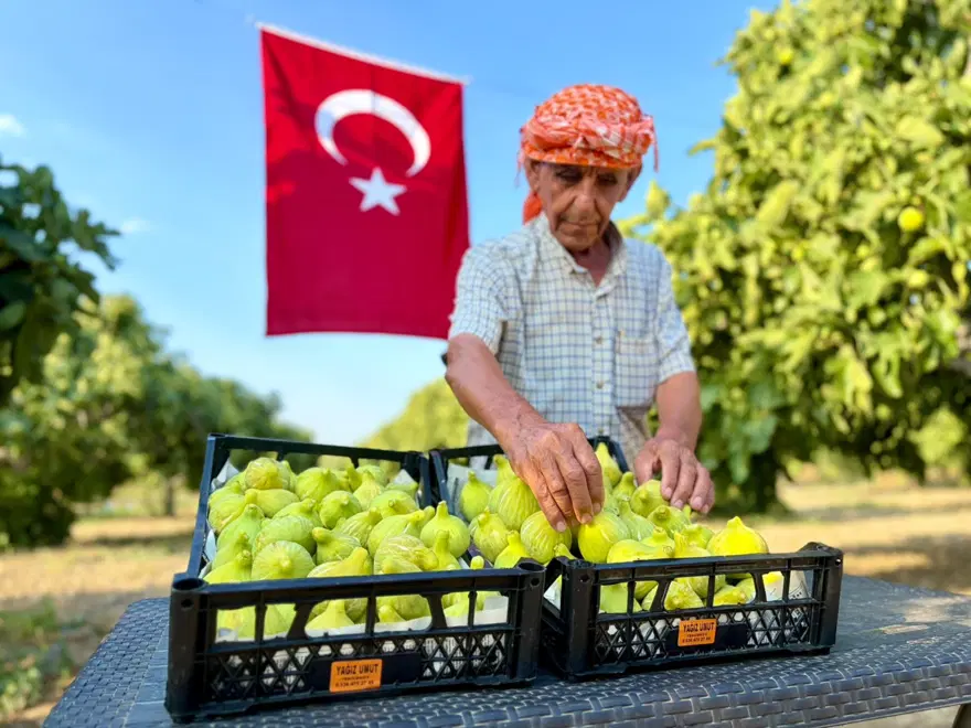 Asırlık lezzette hasat başladı. Tarlada 150, pazarda 350 TL'ye satılıyor 3