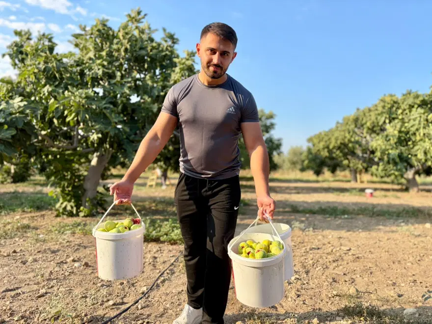 Asırlık lezzette hasat başladı. Tarlada 150, pazarda 350 TL'ye satılıyor 2