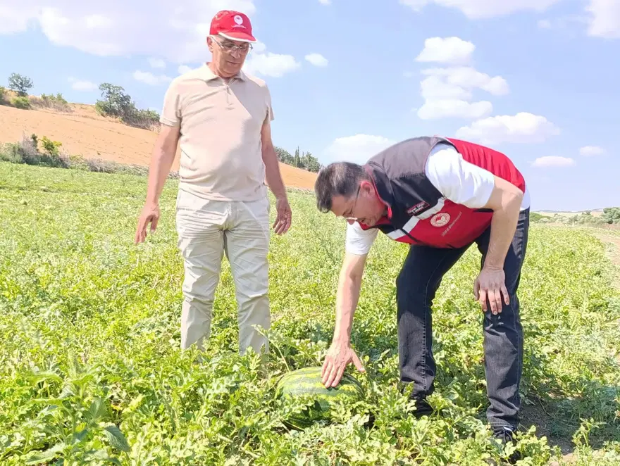 Hasat başlar başlamaz tezgaha indi. Verimli topraklarda yetişiyor 