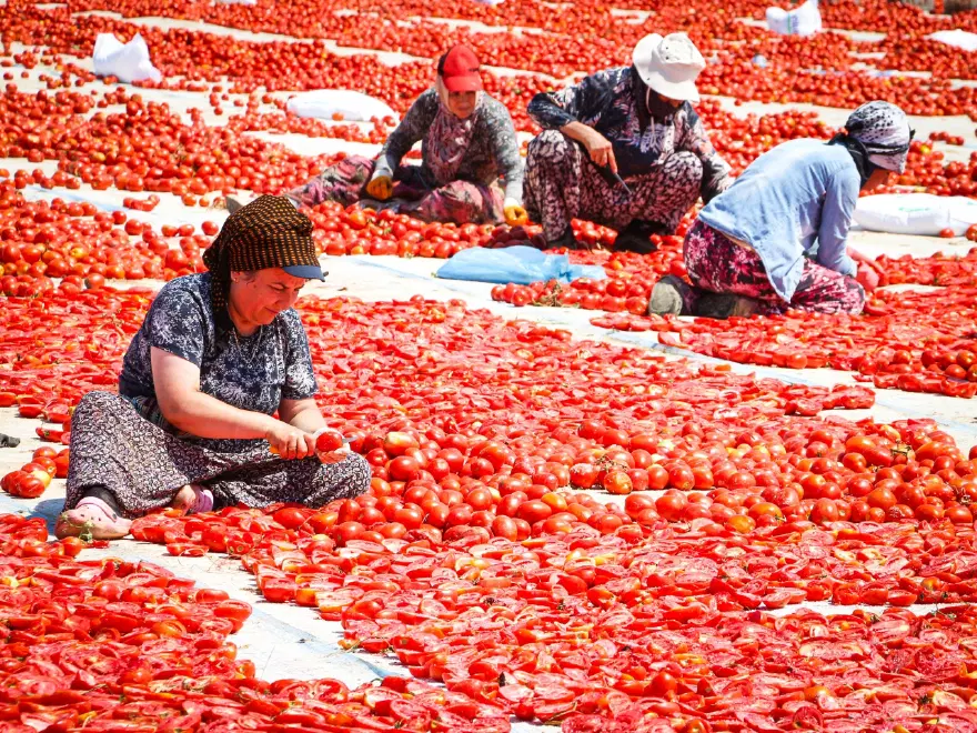 13 KİLOGRAMDAN 1 KİLOGRAM KURU DOMATES ÇIKIYOR 3