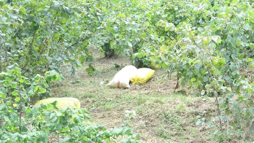 Giresun'da hasat zamanı, üreticiler şaşırdı. "Yarısı boş çıktı" 1