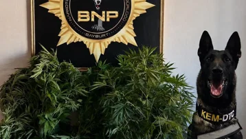 Bayburt'ta bir evde 27 kök Hint keneviri ele geçirildi