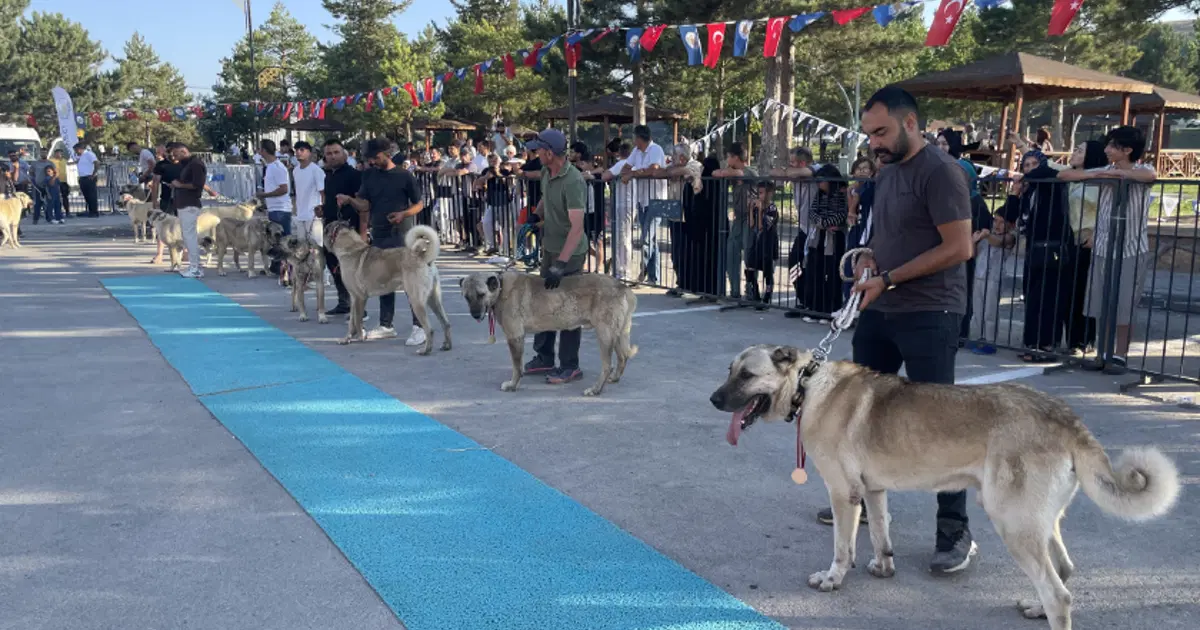 Dünyaca ünlü "Bozkırın aslanları" podyuma çıktı. Kangallar en güzel seçilmek için yarıştı