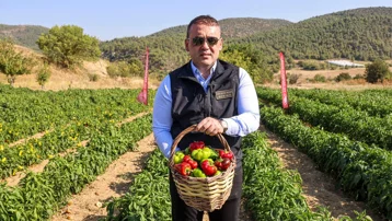 50 üretici 100 dekarlık alanda yetiştirdi. Hasat başladı