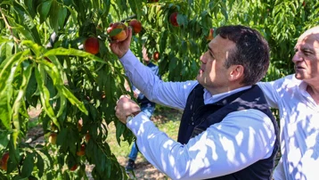 18 bin dekarda dev hasat başladı. Kilosu kapış kapış gidiyor, tamamı yurt dışına satılıyor