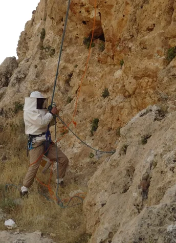 Sınırları aşan hasat