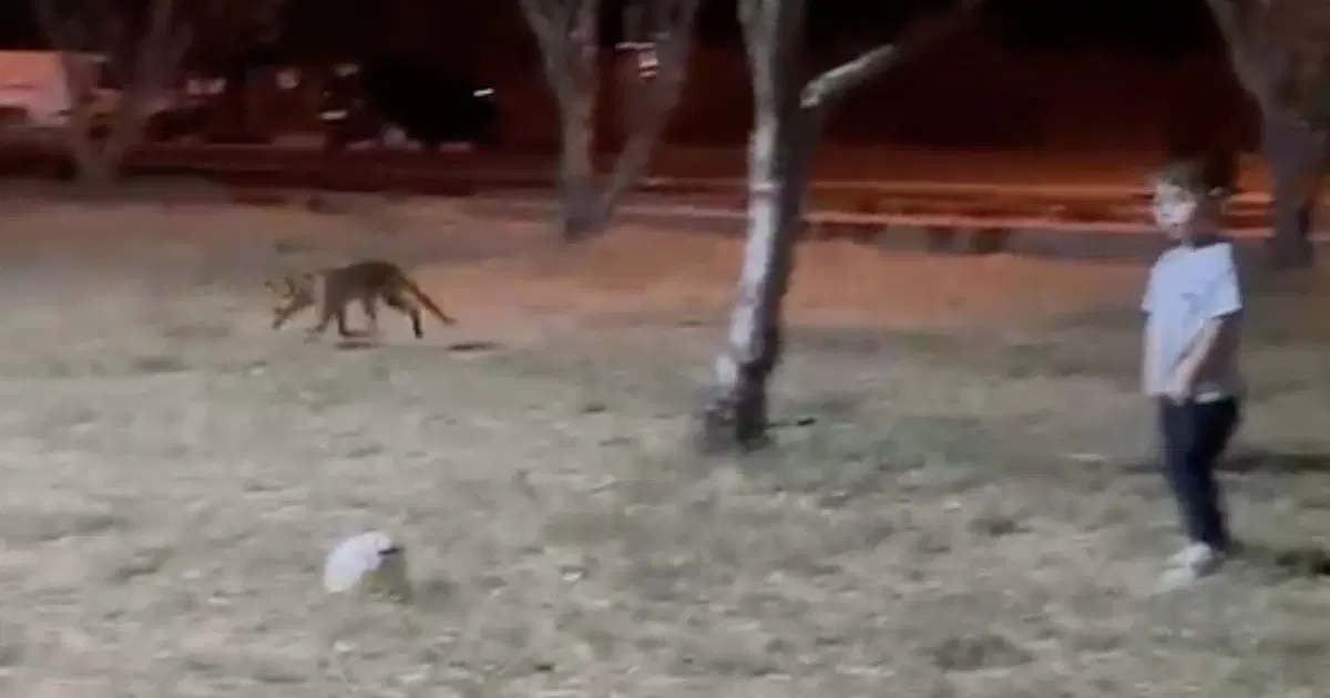 Parkta oynayan çocuğun topunu tilki çaldı